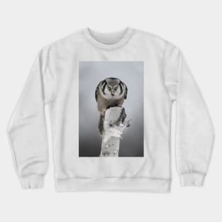 Hawk on log portrait - Northern Hawk Owl Crewneck Sweatshirt